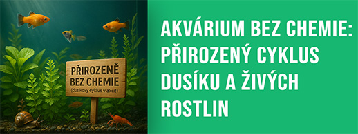 Jak založit akvárium bez chemie: přirozený cyklus dusíku a živých rostlin