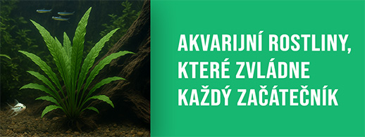 Akvarijní rostliny, které zvládne každý začátečník