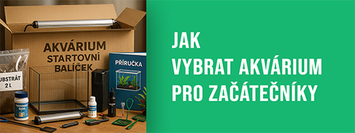 Jak vybrat akvárium pro začátečníky